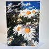 Daisy meadow - greeting card