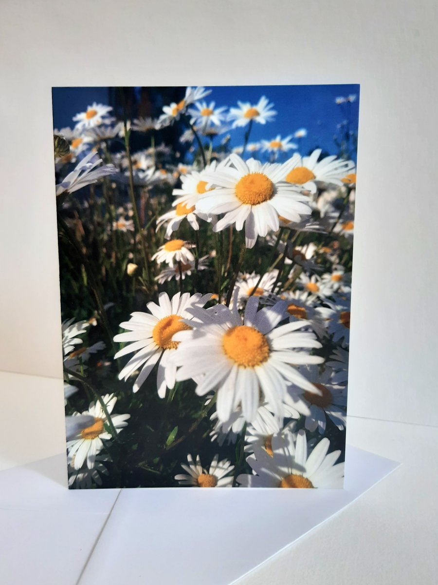 Daisy meadow - greeting card