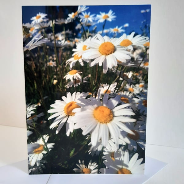 Daisy meadow - greeting card