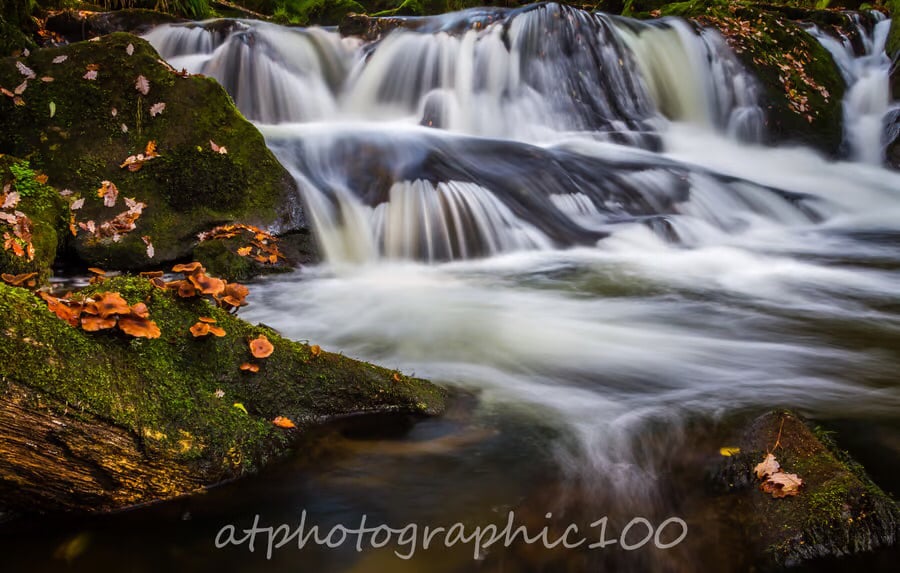 “Fungi at Golitha Falls”, Bodmin Moor, Cornwall - fine art photography print