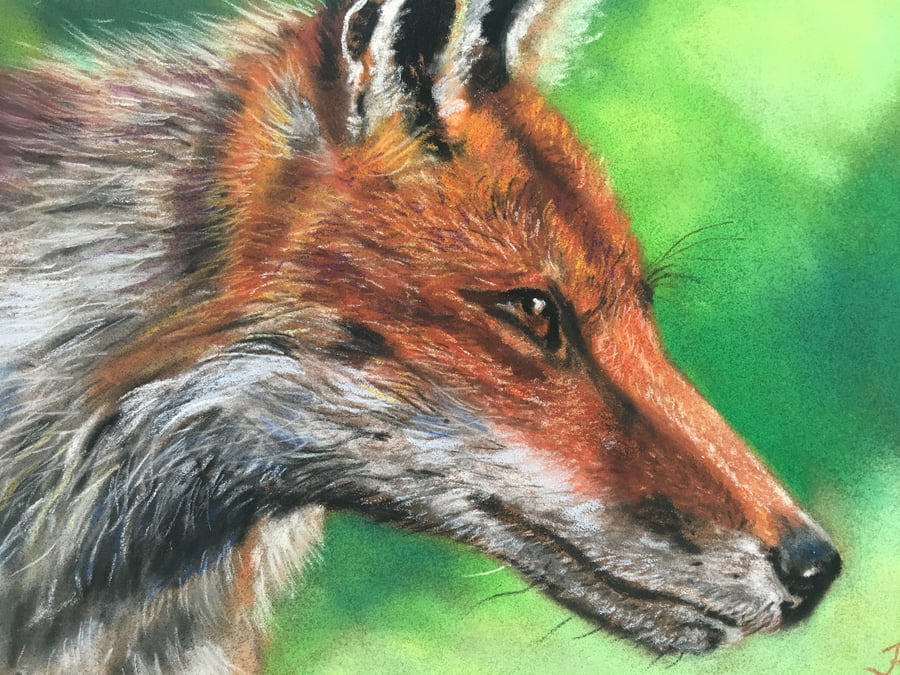Beautiful giclee print of 'Intent' a fox painting by artist Janet Bird