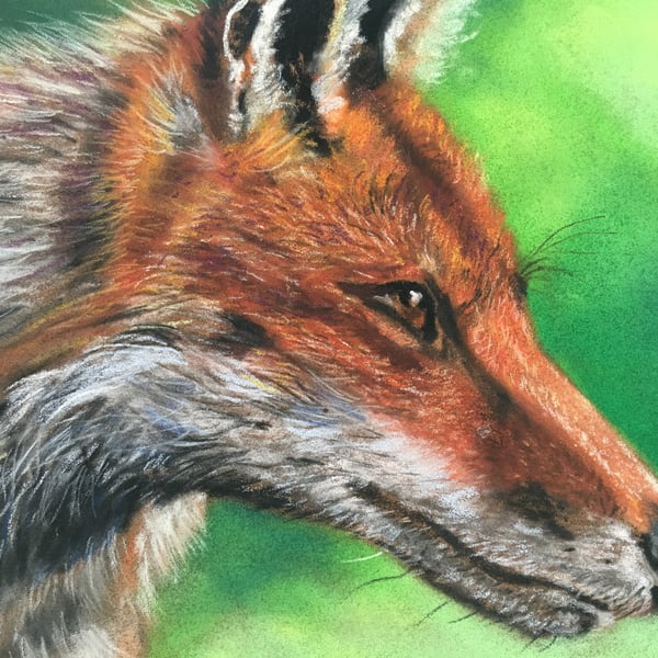 Beautiful giclee print of 'Intent' a fox painting by artist Janet Bird