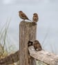 Ethically Made A6 Bird Greetings Cards - Pack of 8 - Image 5