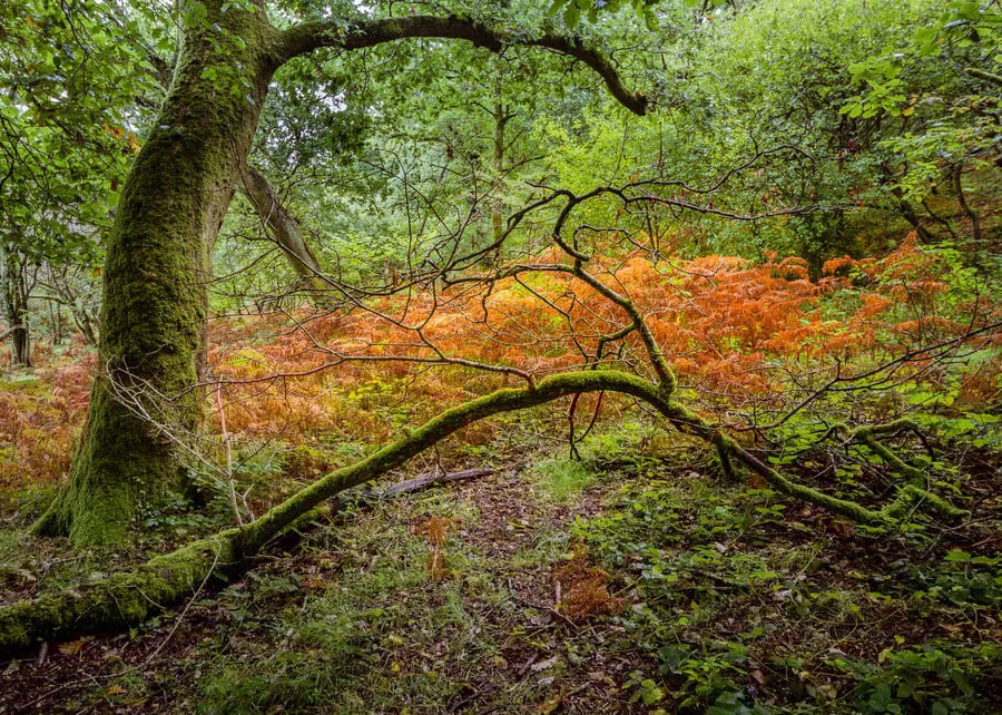 Autumnal photography print “Fallen Child” - Signed Limited Edition Print