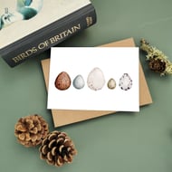 Spring Bird Egg Greetings Card, Egg Study, Blank Wildlife Card