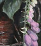  ORIGINAL - Foxglove - Image 4