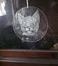 Pet Portraits on glass 