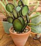 Stained Glass Cactus Succulent in Terracotta Pot, Plant Your Own Succulent Kit - Image 5