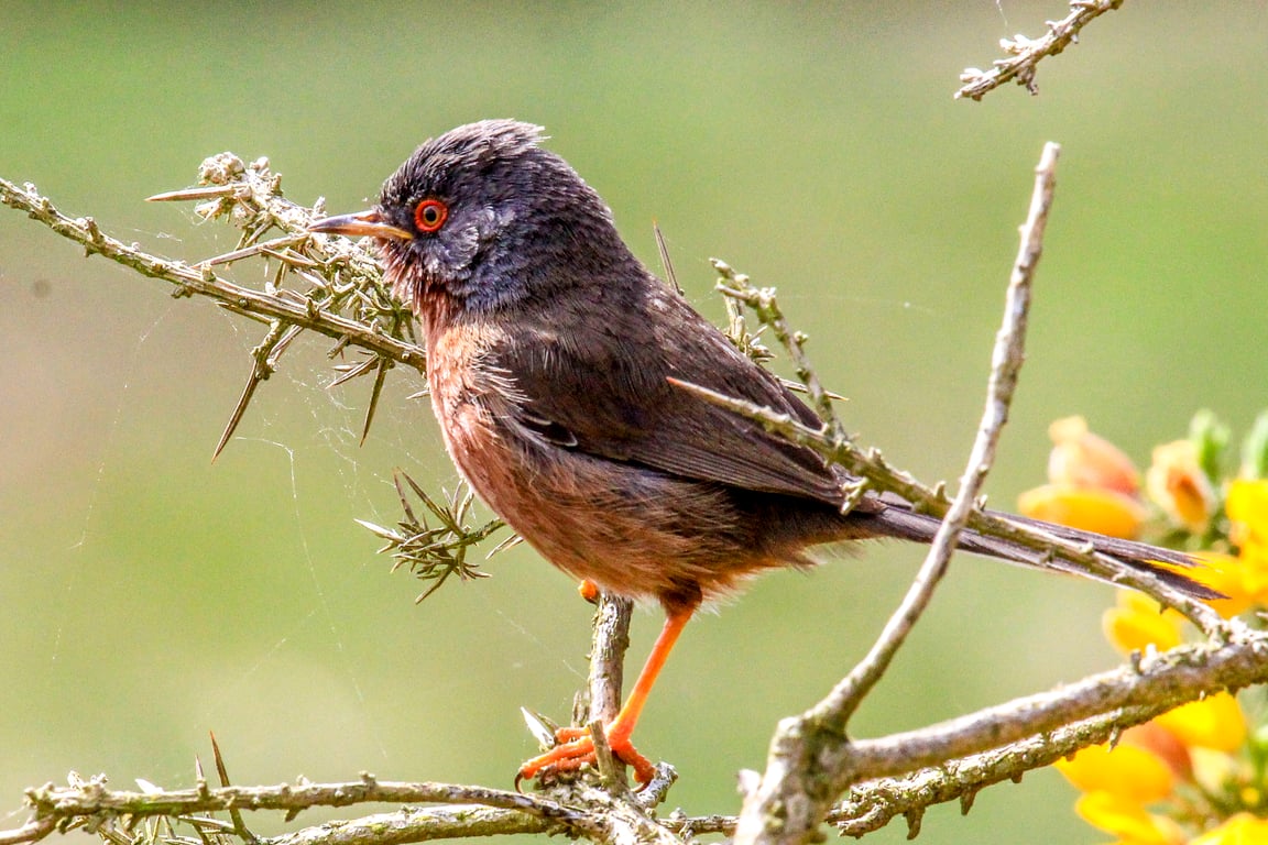 Nature Photographic Greetings cards - No.1  Dartford Warbler.