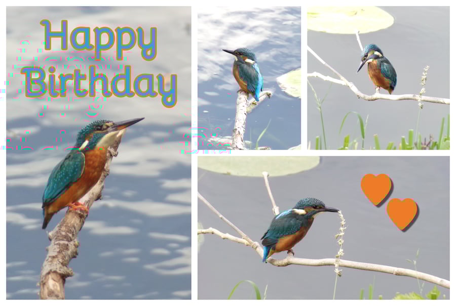 Happy Birthday Kingfishers Card A5