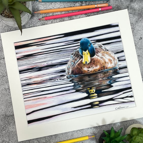 Fine Art Print of "Sunset Swim" Mallard Duck Coloured Pencil Art