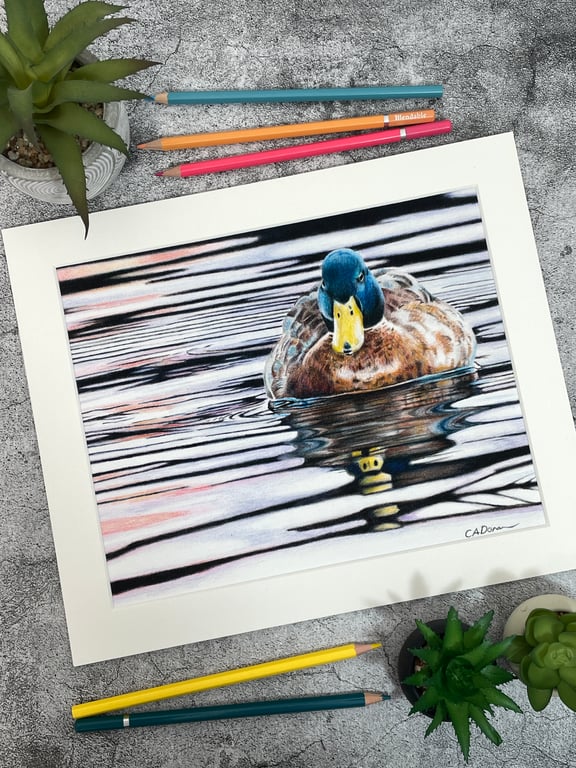 Fine Art Print of "Sunset Swim" Mallard Duck Coloured Pencil Art