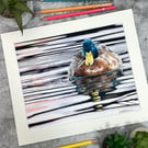 Fine Art Print of "Sunset Swim" Mallard Duck Coloured Pencil Art