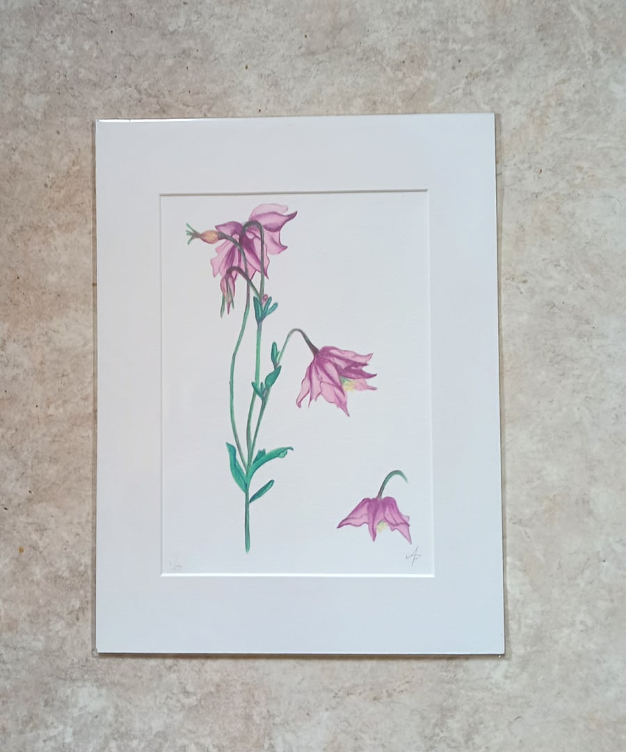 Pastel Columbine flowers limited edition giclee print