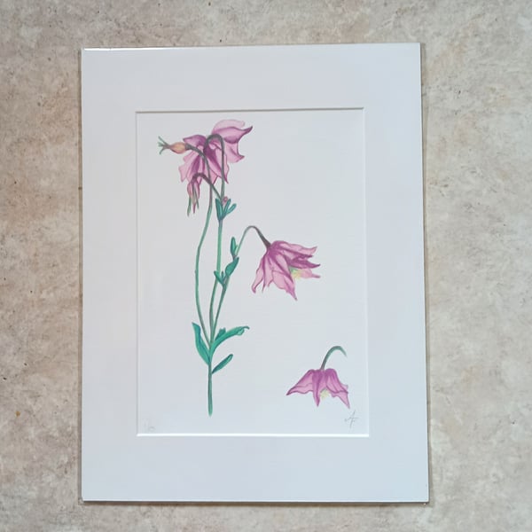 Pastel Columbine flowers limited edition giclee print