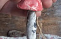 mushrooms