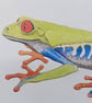 Red-eyed tree frog - Image 2