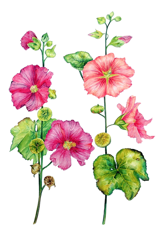 Pink and Red Hollyhock Garden Flower Watercolour Original Painting