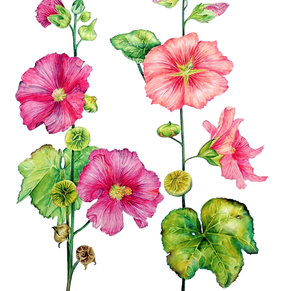 Pink and Red Hollyhock Garden Flower Watercolour Original Painting
