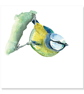 Blue Tit greeting card (blank) - Image 3