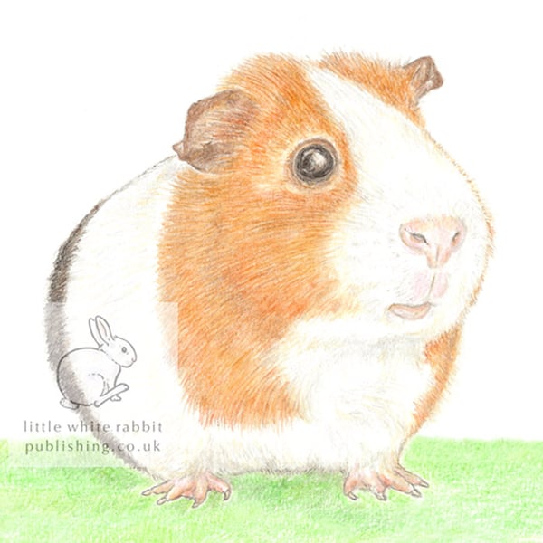 Gilbert the Guinea Pig - Blank Card