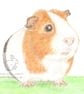 Gilbert the Guinea Pig - Blank Card - Image 1