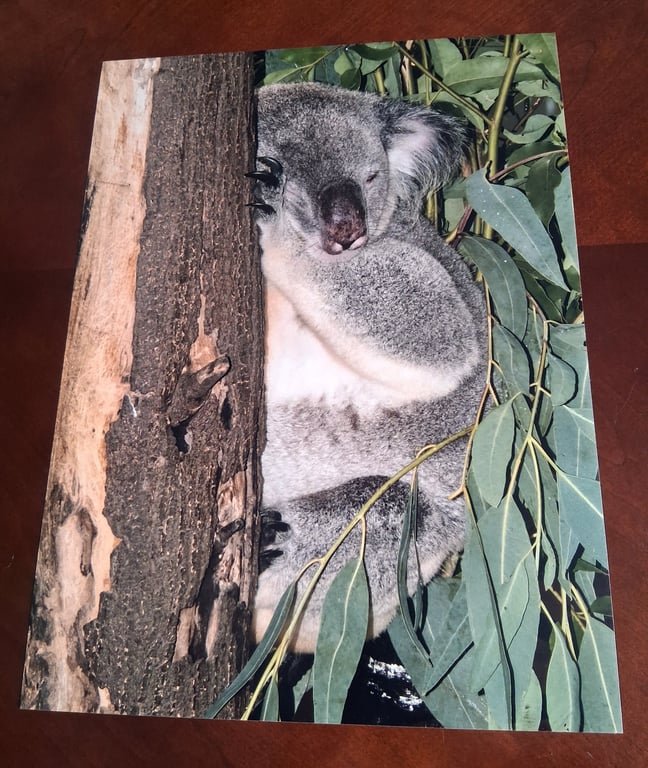 KOALA PHOTOGRAPH 16x12