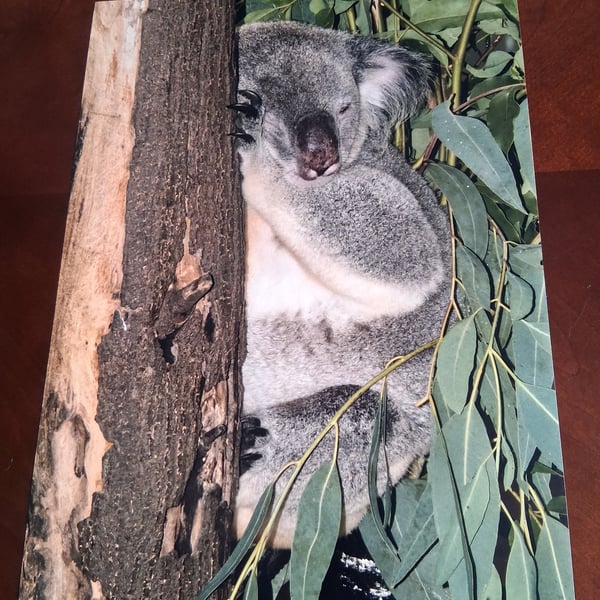 KOALA PHOTOGRAPH 16x12