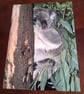 KOALA PHOTOGRAPH 16x12