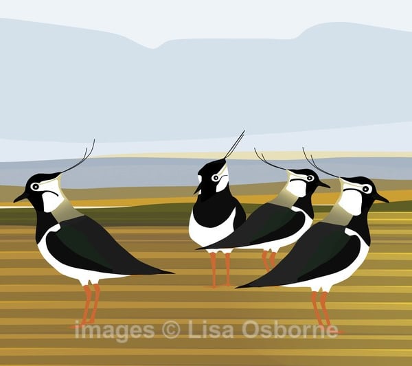 Lapwings. Signed print. Digital illustration. Coast. British birds. Wildlife