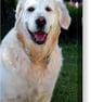 Golden Retriever Dog Portrait Photograph Print - Image 6