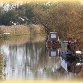 A5 Swans Flying Norfolk Creek Card.