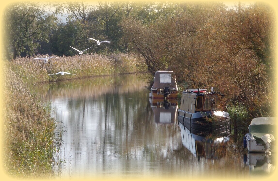 A5 Swans Flying Norfolk Creek Card.