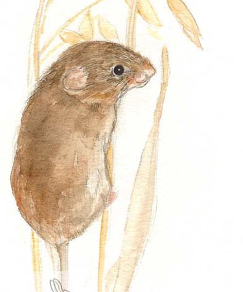 Harvest Mouse - Birthday Card