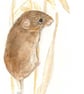 Harvest Mouse - Birthday Card - Image 1