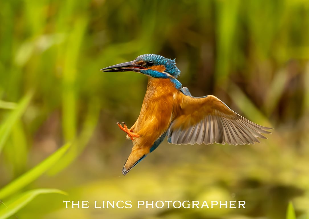 Kingfisher print (Limited edition of 10)