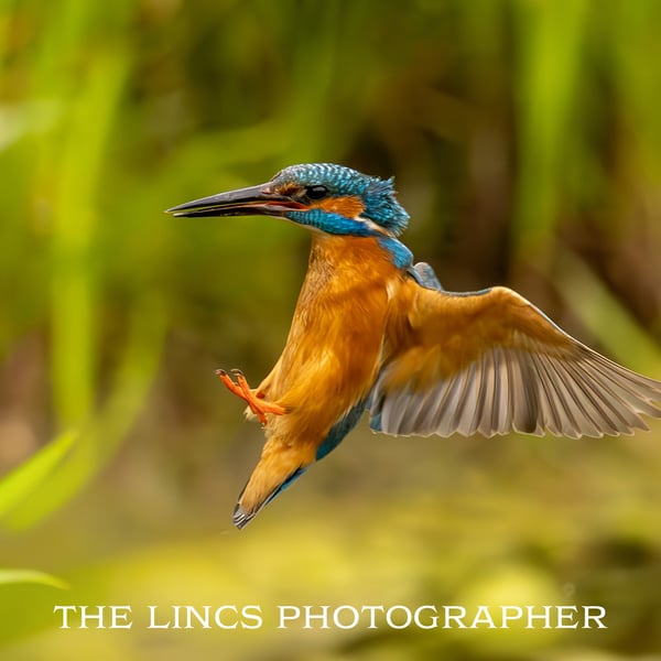 Kingfisher print (Limited edition of 10)