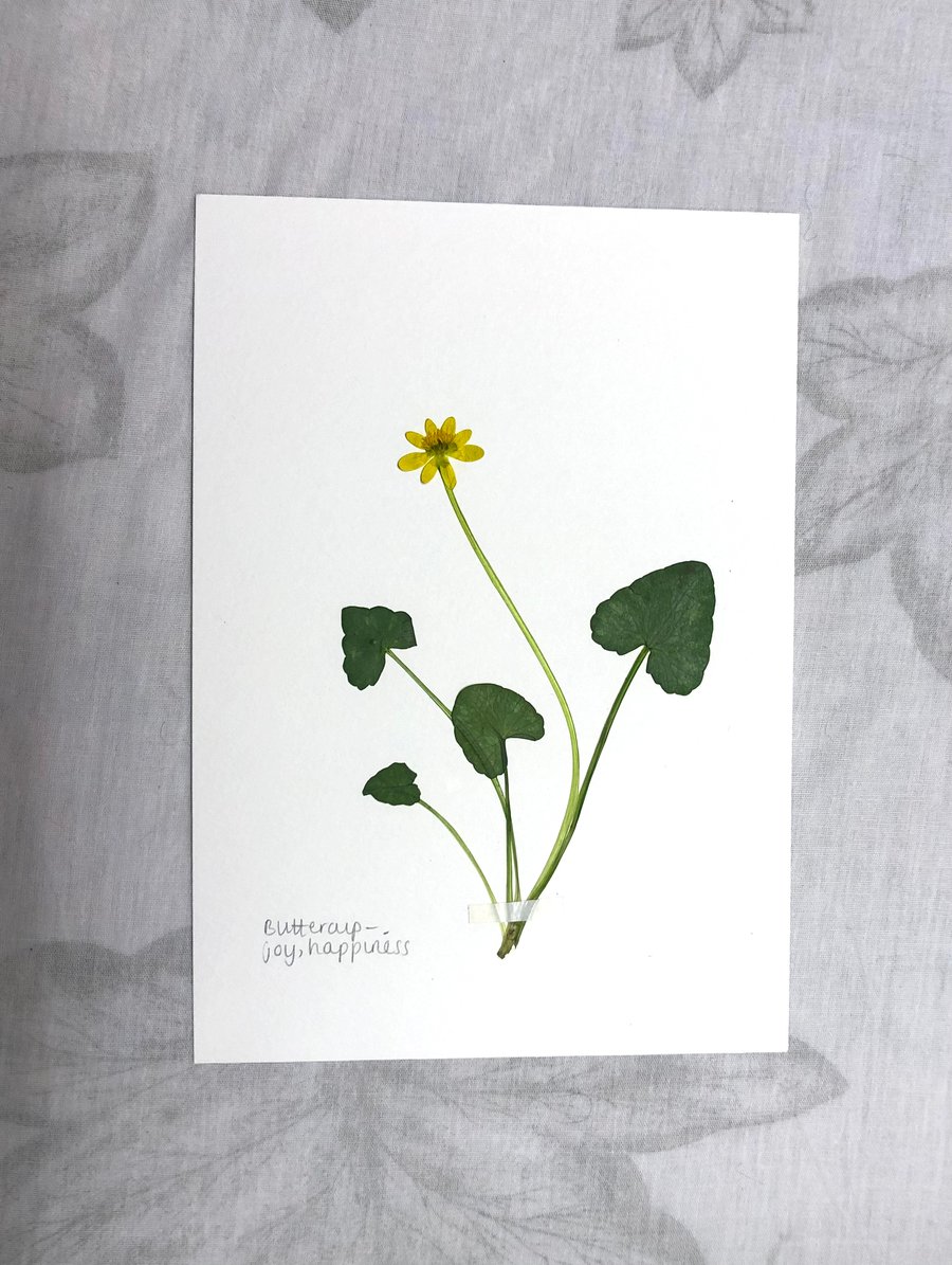 Pressed Buttercup flower - A5