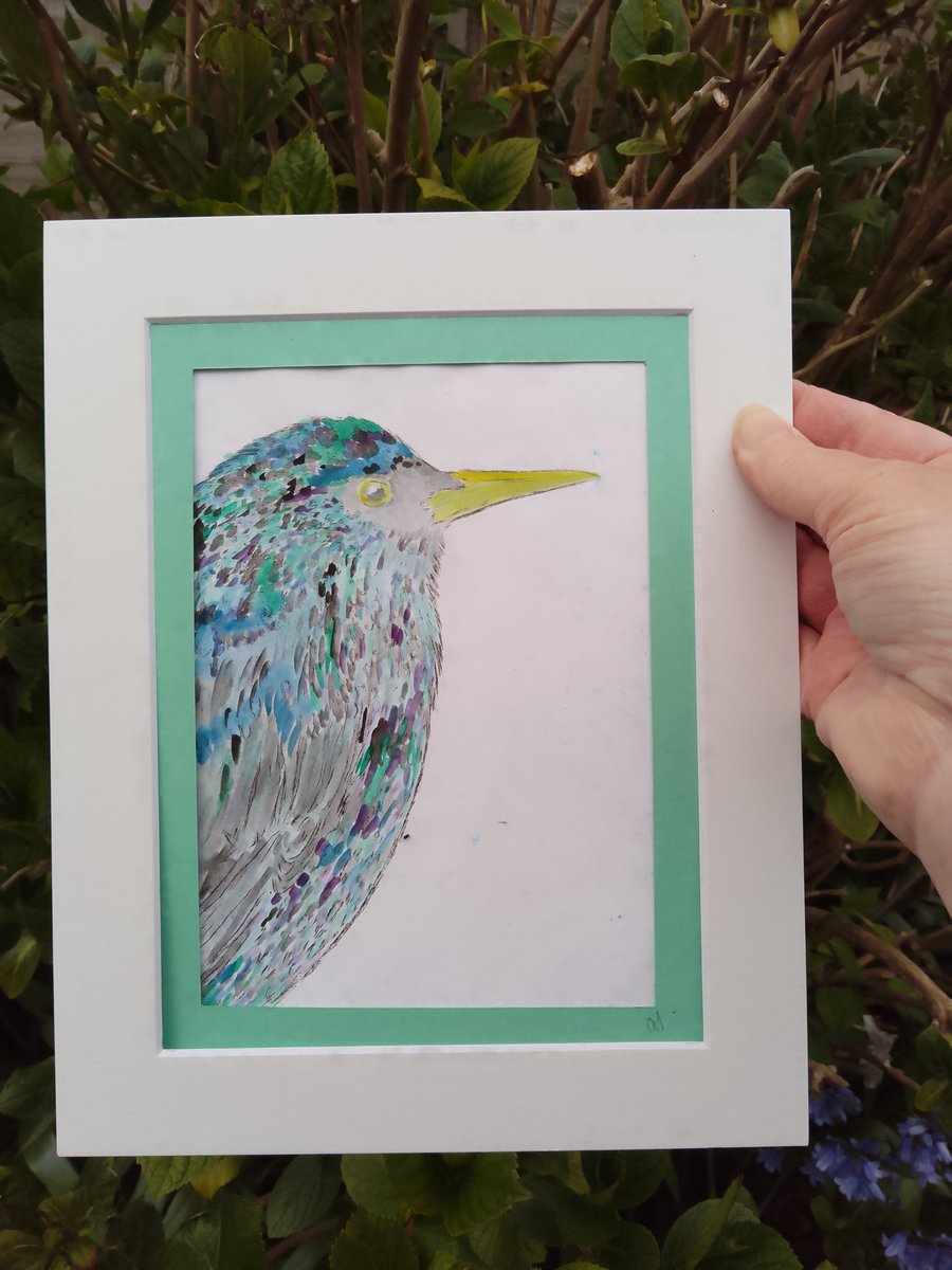Starling drypoint engraving with watercolour 