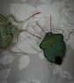 Green Shieldbug brooch - Image 2