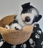 Border Collie New Born Puppy, Dotpebblesknits  Design