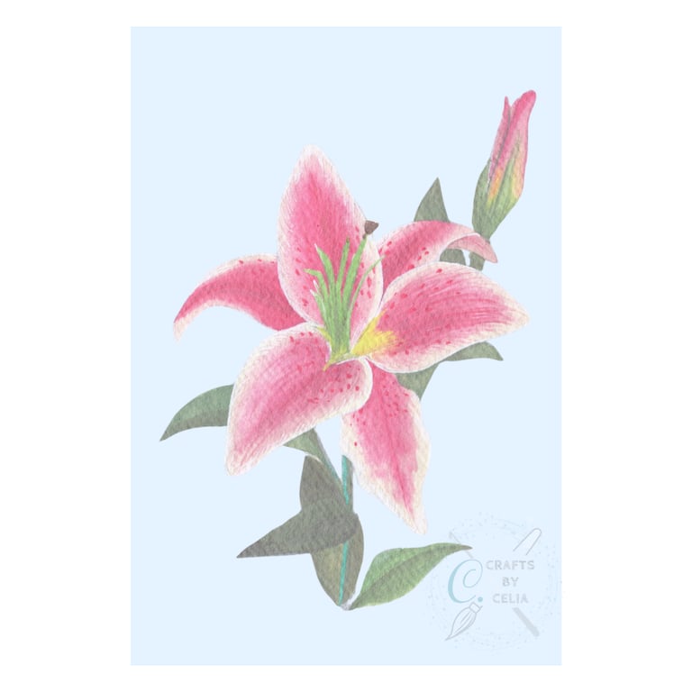 Pink Lily Art Print, available in A4 and A5