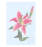 Pink Lily Art Print, available in A4 and A5