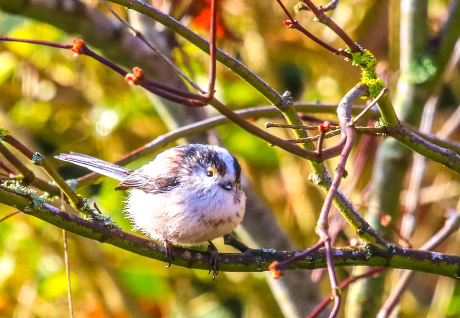 Garden Bird Greetings Card - Long Tail Tit Photography - Blank inside.