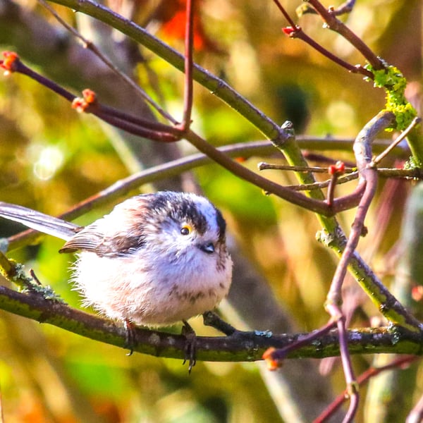 Garden Bird Greetings Card - Long Tail Tit Photography - Blank inside.