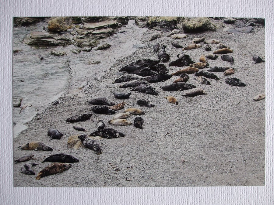 Photographic Greetings Card of over 50 Grey Seals.