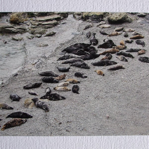 Photographic Greetings Card of over 50 Grey Seals.