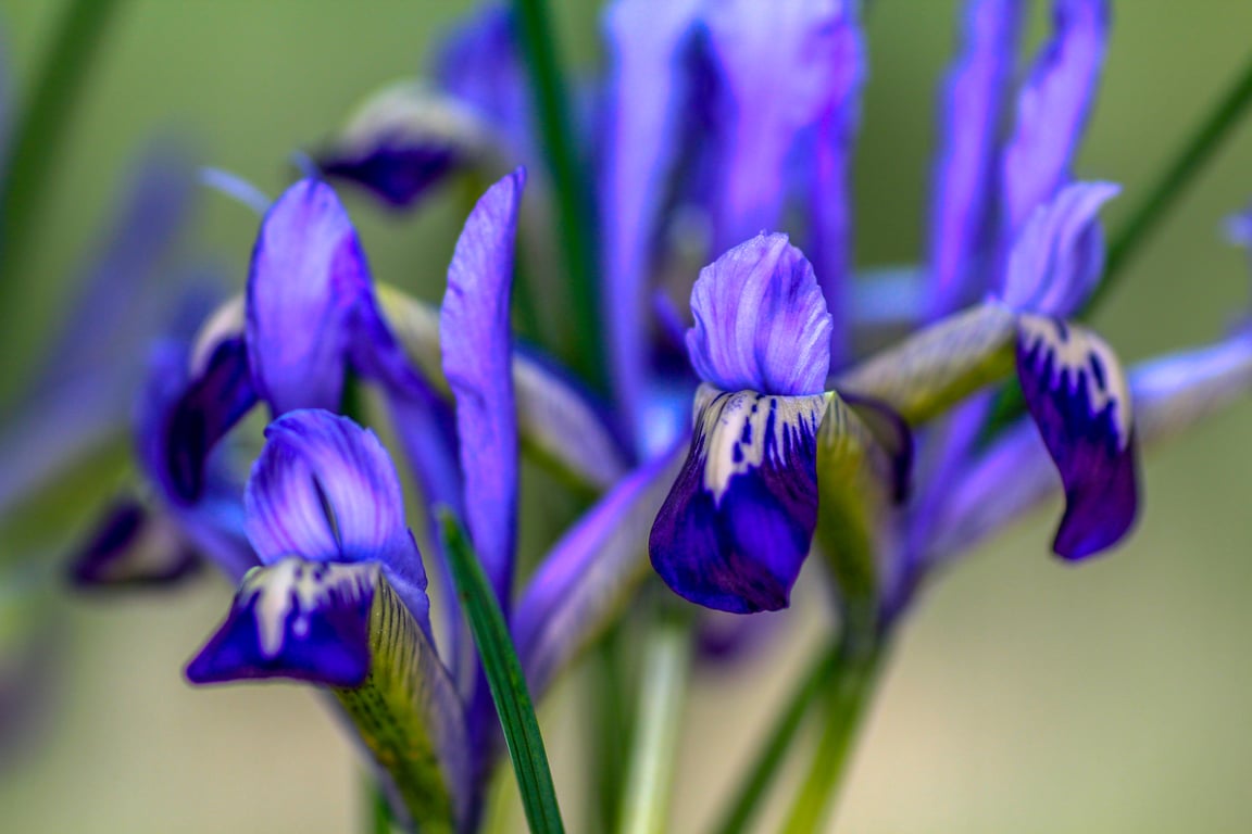 Nature Greetings Cards - Blue Iris Reticulata