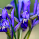 Nature Greetings Cards - Blue Iris Reticulata