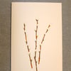 Pack of three Hand printed Pussy Willow cards